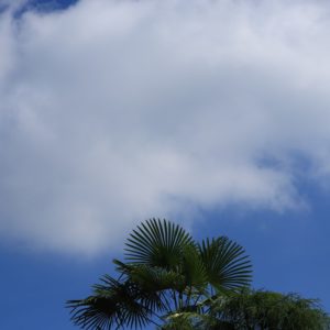OMC社風イメージ_青空に伸びる樹木